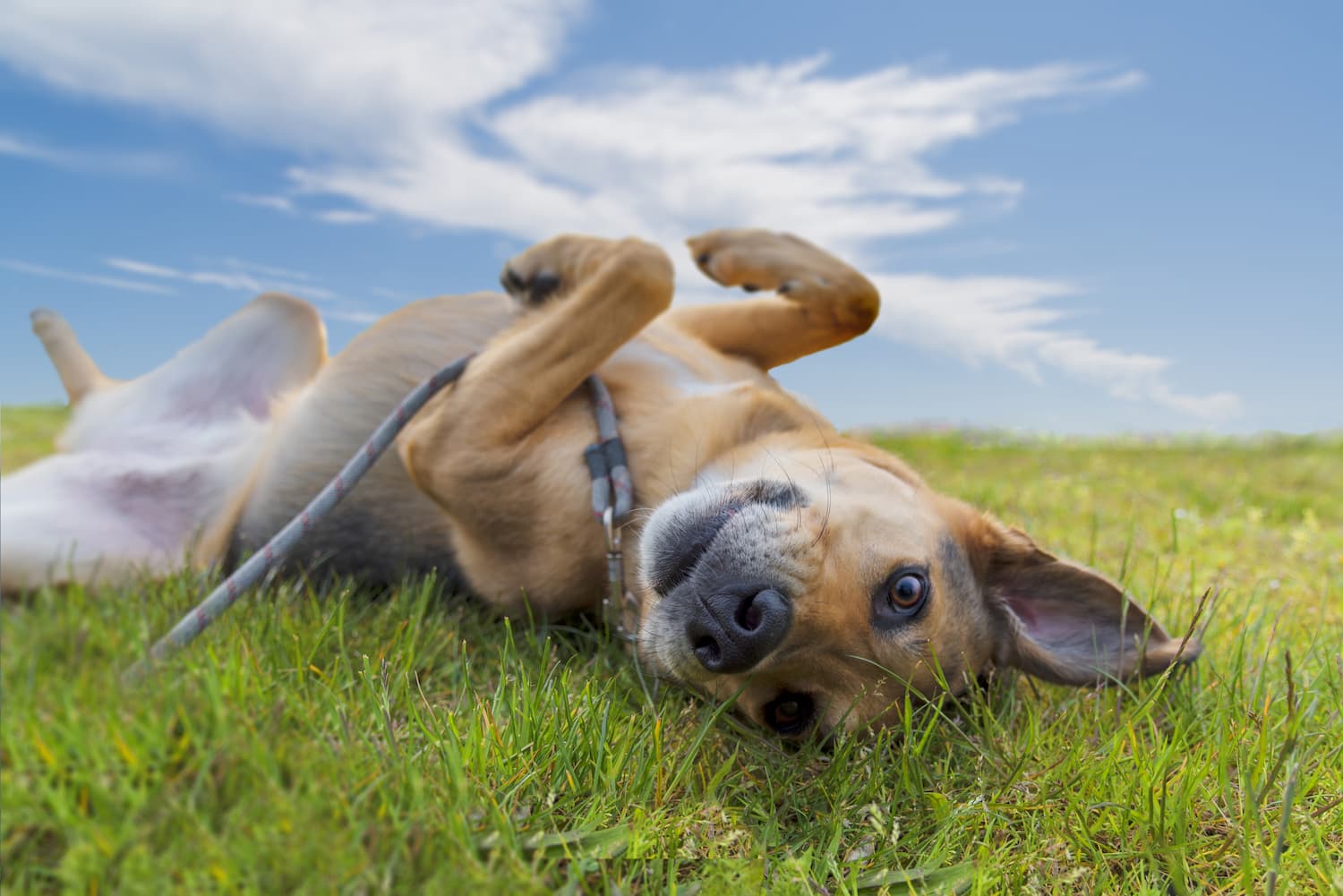 dog walk rolling in grass