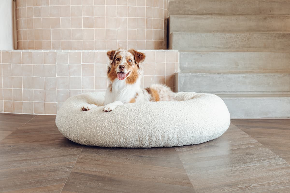 kmart dog bed comparison