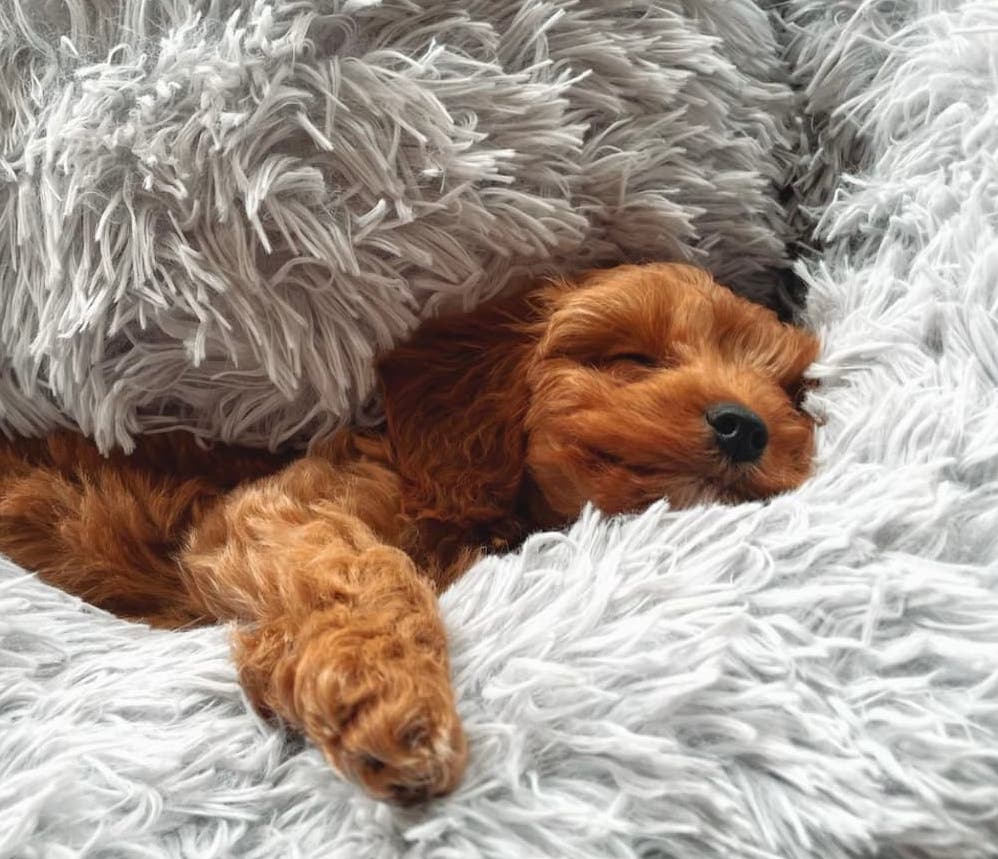 calming dog bed kmart