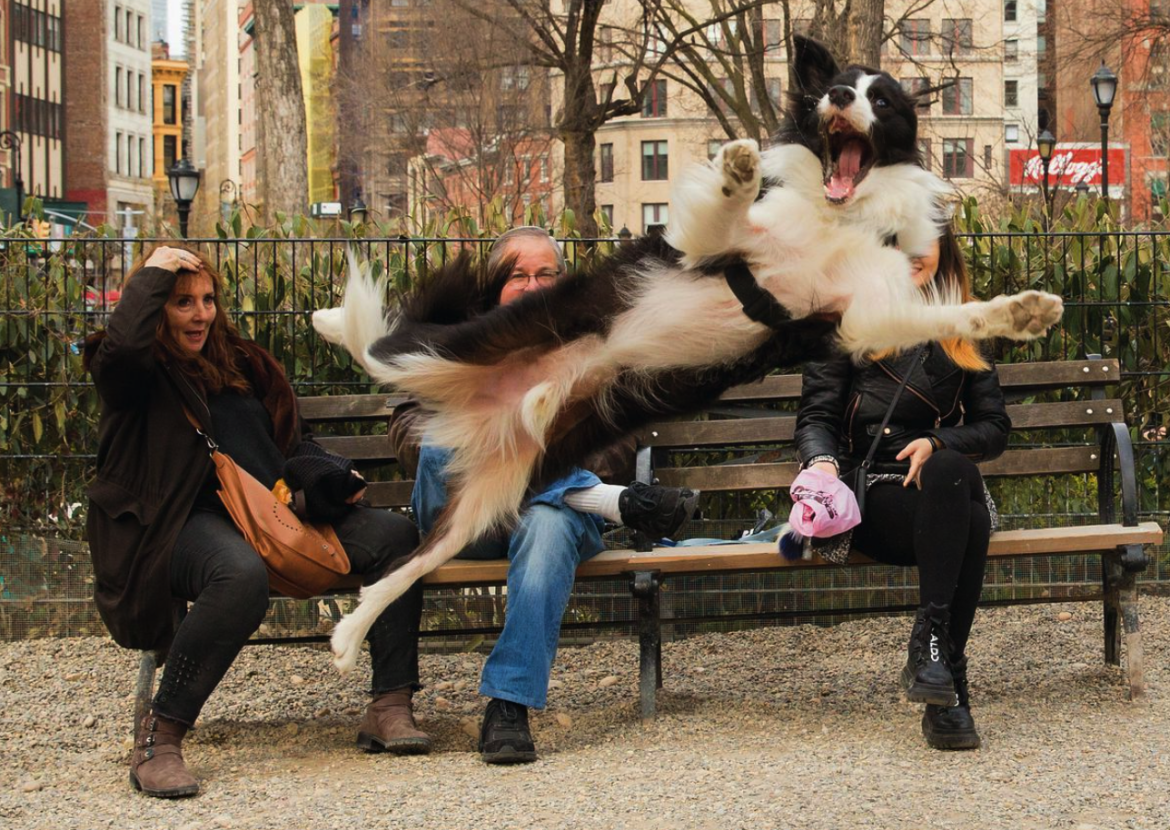 And the winning entries for the Comedy Pet Awards 2023 are..