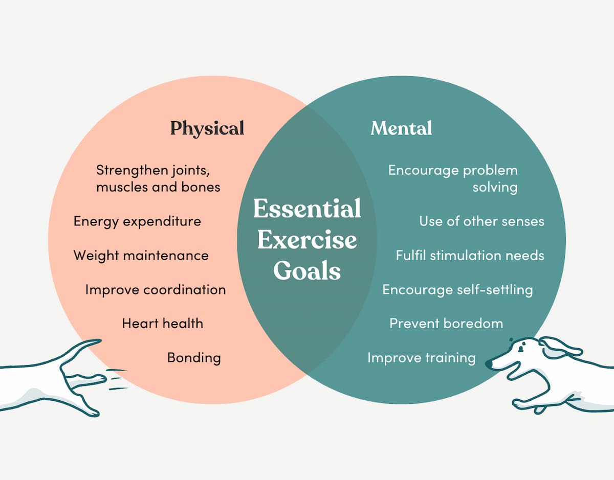 Dog exercise goals for mental stimulation