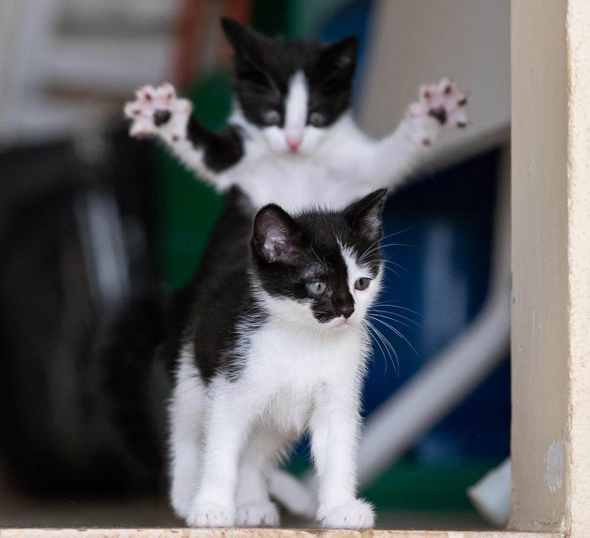 Pet Comedy Photo Awards Overall Winner