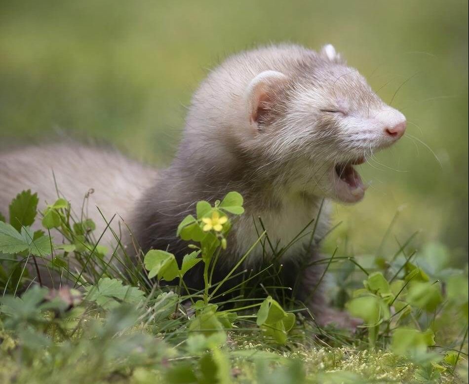 Pet Comedy Photo Awards all creatures