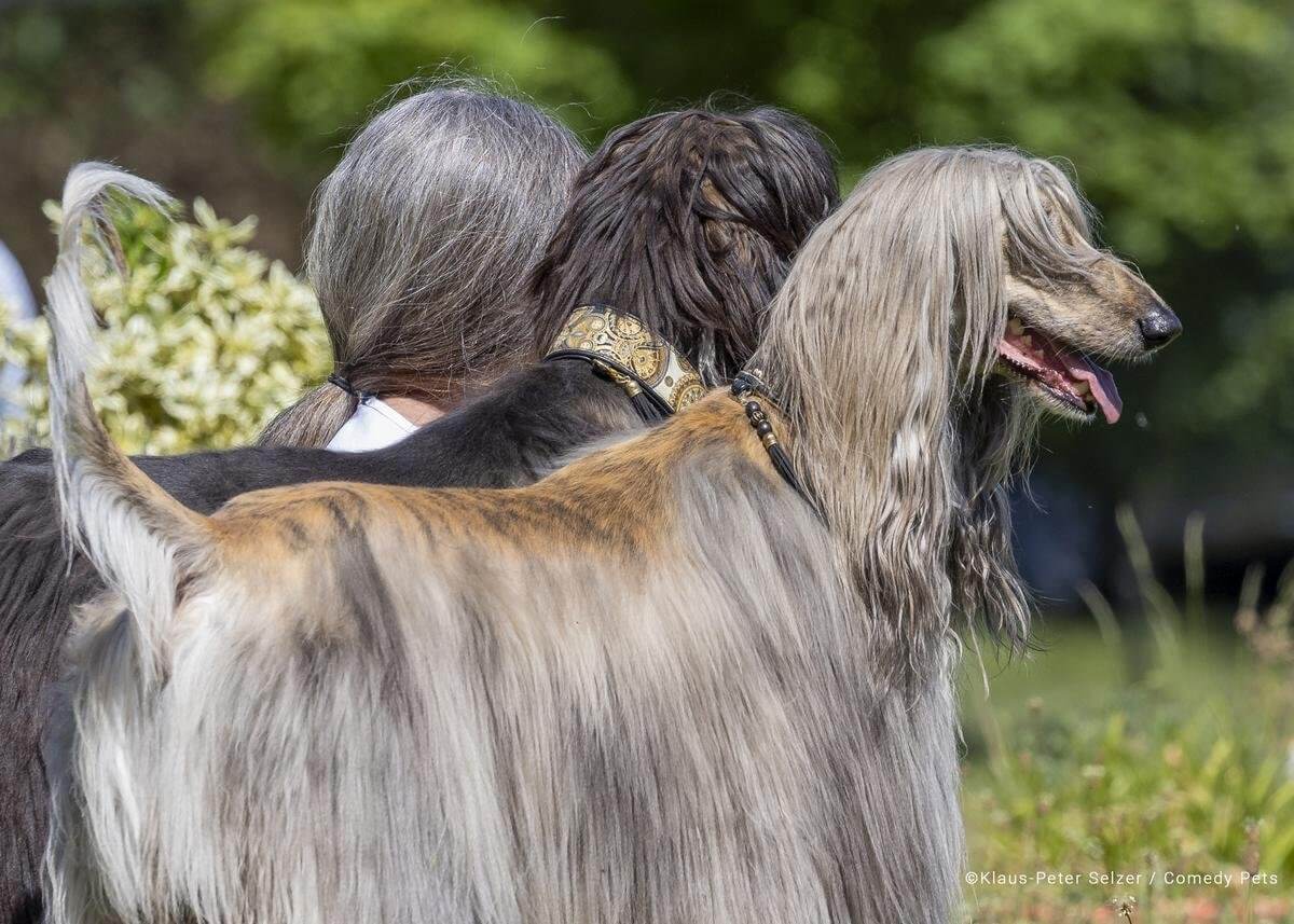 Pet Comedy Photo Awards pets who look like their owners