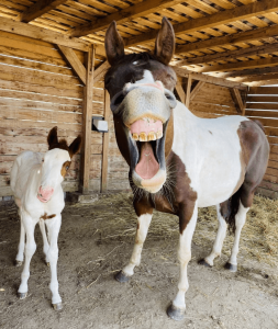 Happy Horses, by Radim Filipek