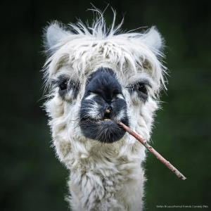 Smokin' Alpaca, by Stefan Brusius