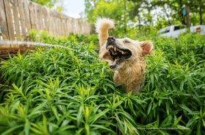 Jurassic Bark, by Carmen Cromer