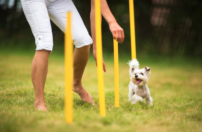 Balancing your dog's mental & physical stimulation
