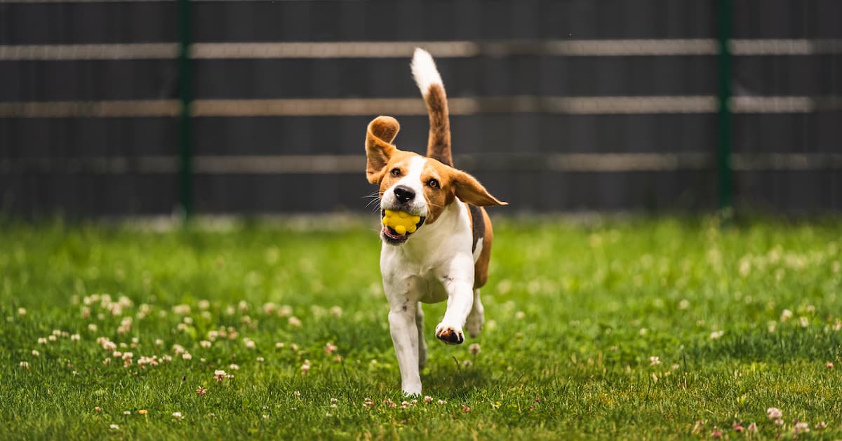 Physical stimulation in dogs