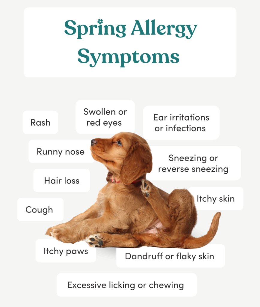 How to check for allergies in dogs
