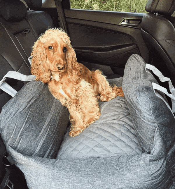 dog booster car seat