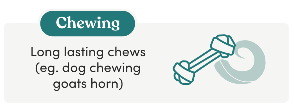 Managing destructive behaviours in dogs chewing