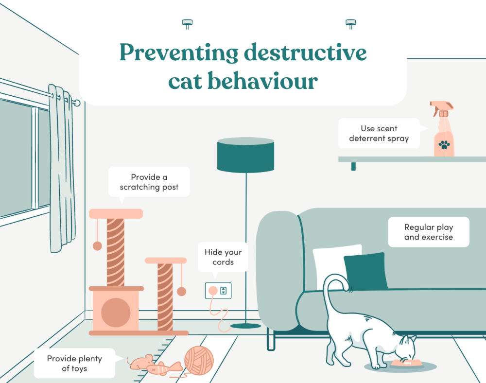 Preventing destructive behaviours in cats