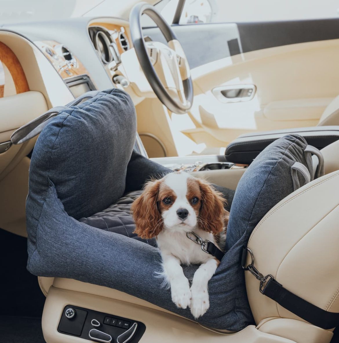 sash dog car bed