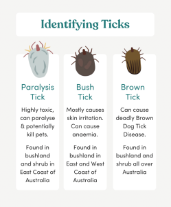 Identifying ticks ID card pet first aid