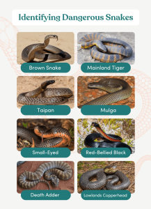 Identifying snakes ID card pet first aid