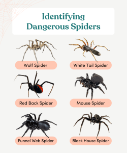 Identifying spiders ID card pet first aid