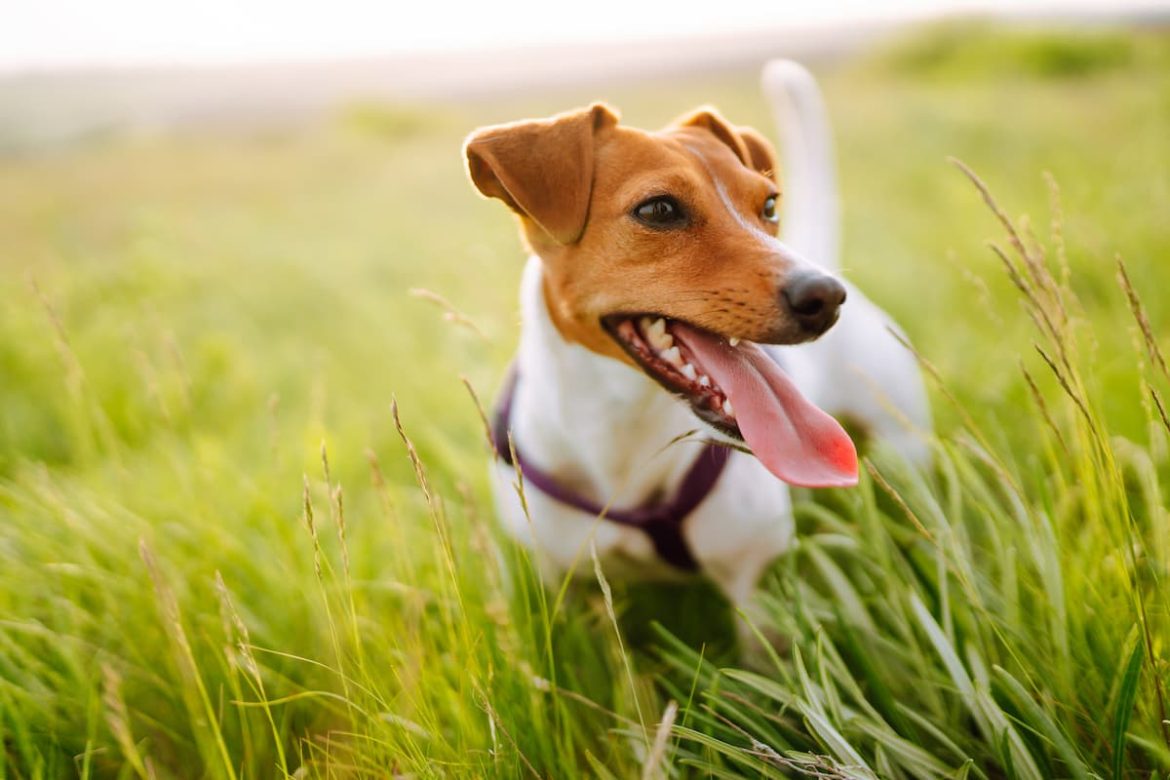 happy-active-dog-jack-russell-playing-in-the-park simparica trio flea tick and worm treatment