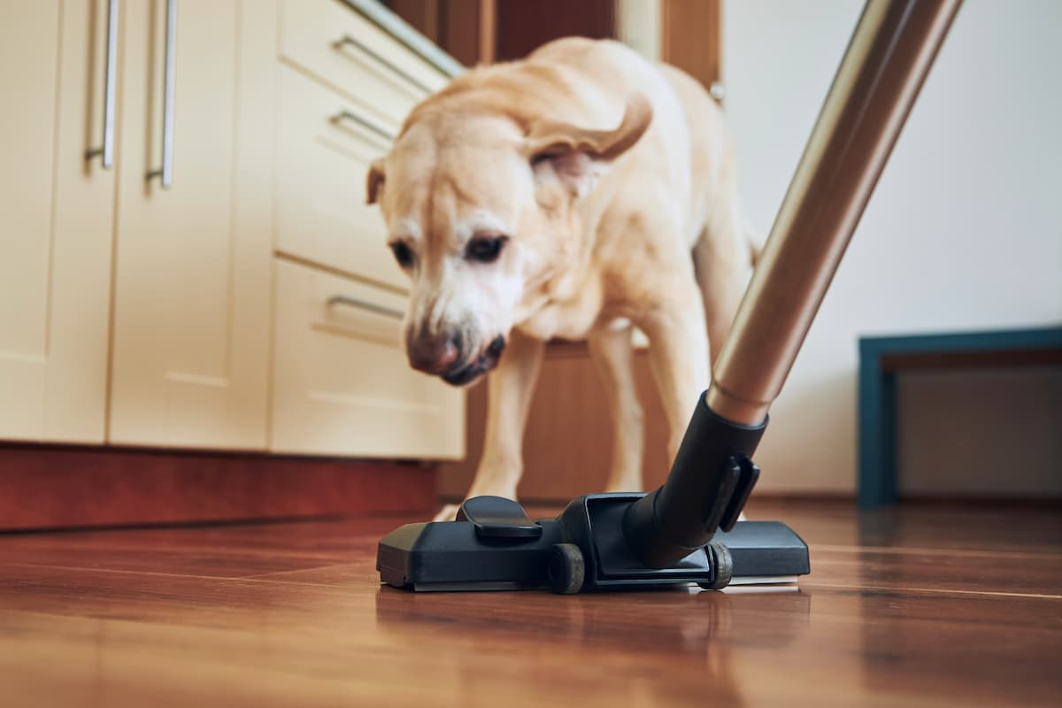 anxious dog caused by loud noises