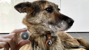 air tag dog collar