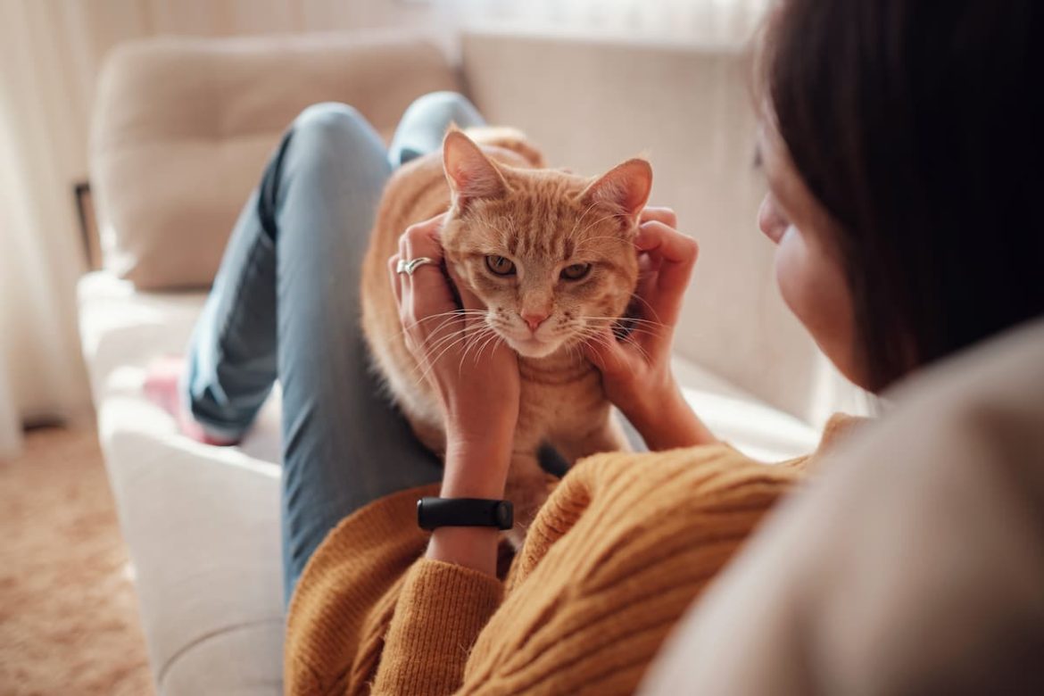 cattery-or-cat-sitter Cattery or Cat Sitter - which is best?