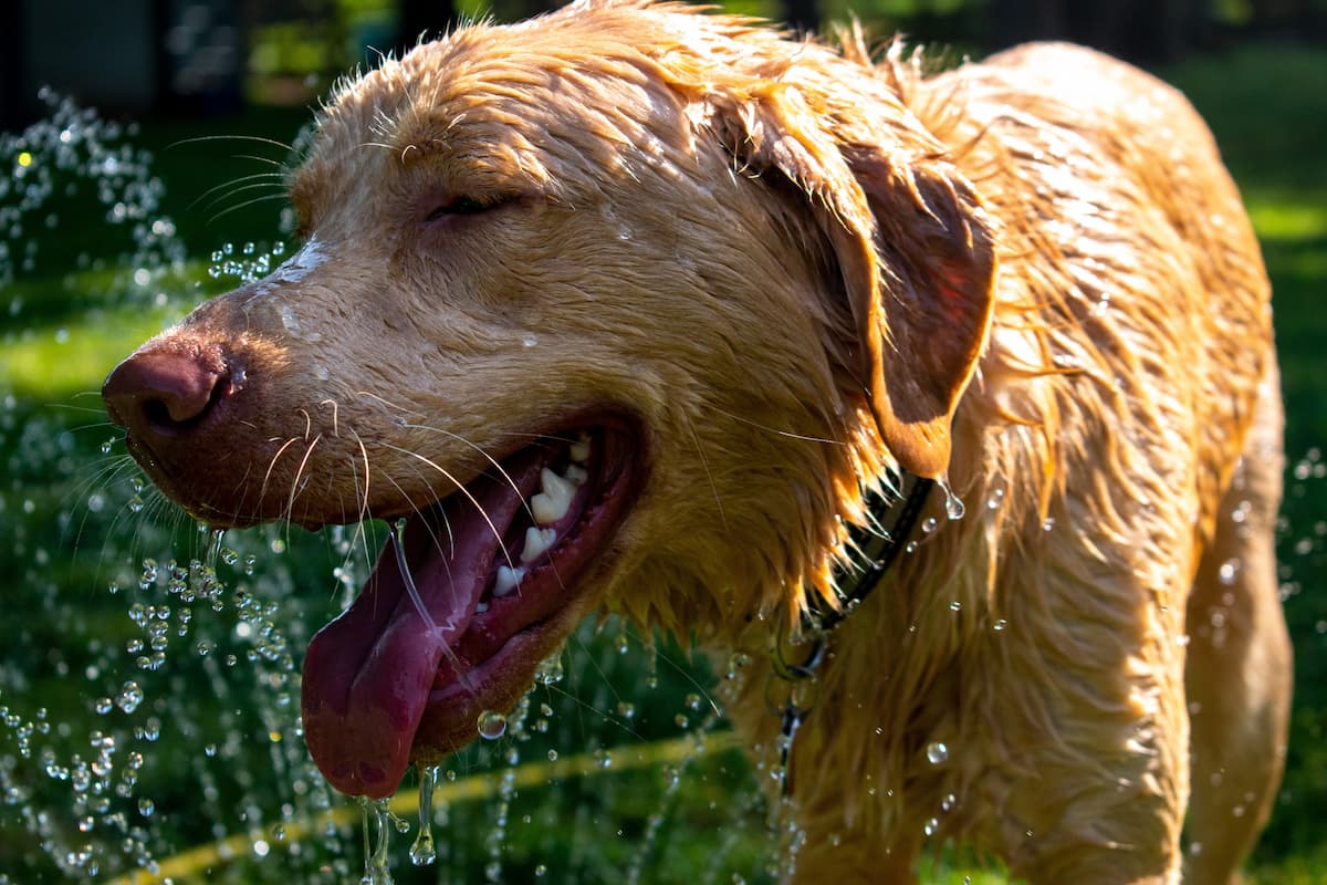 preventing heatstroke in pets