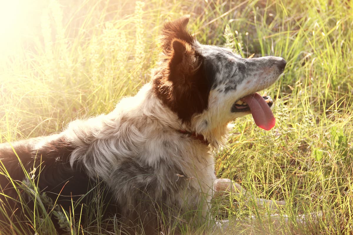 dog sunbaking 