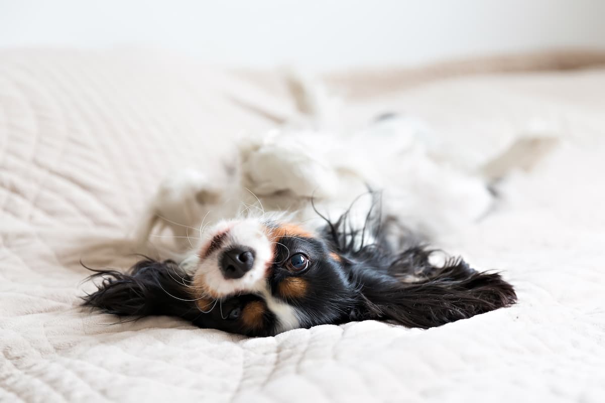 puppy sleep training