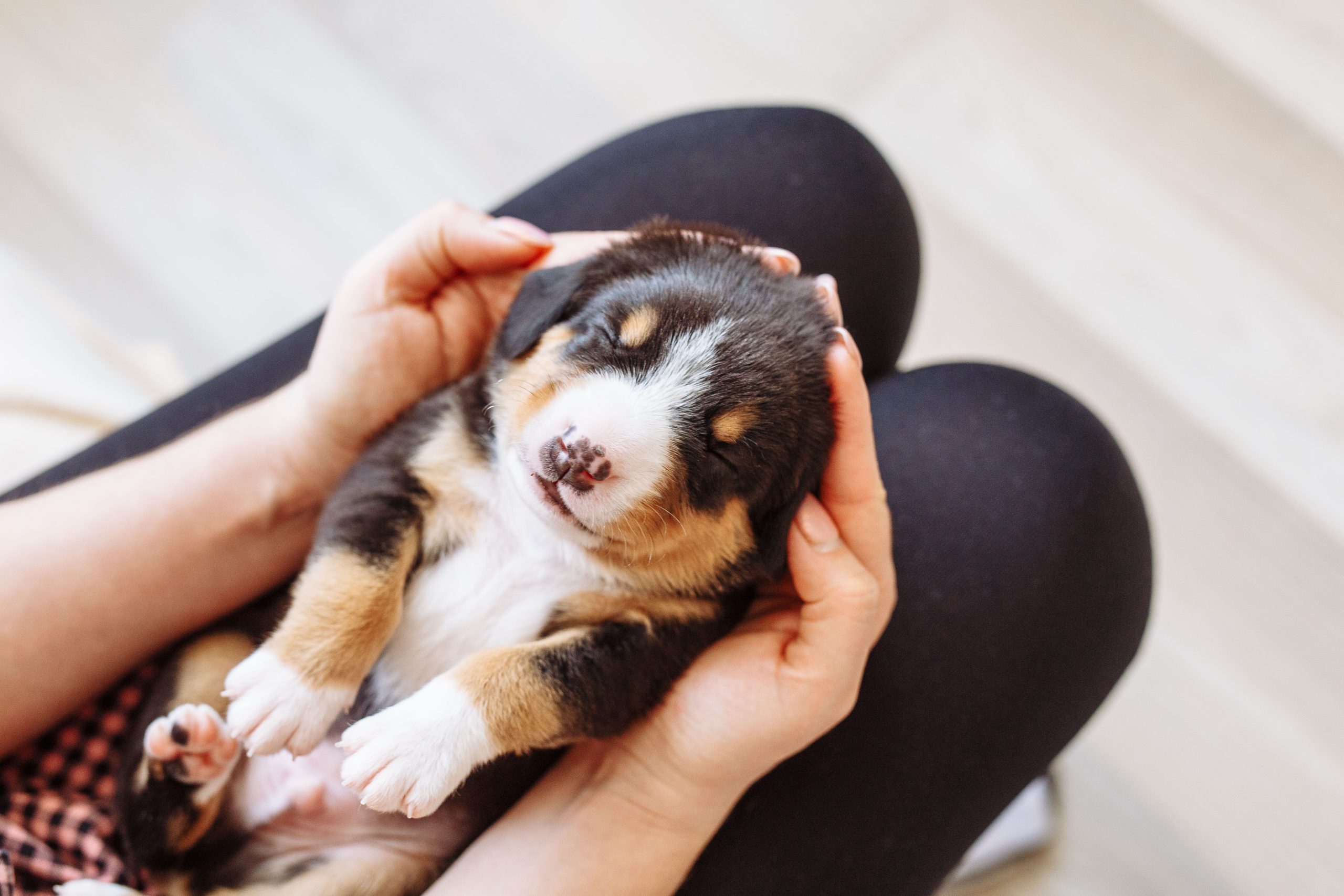 puppy training sleeping