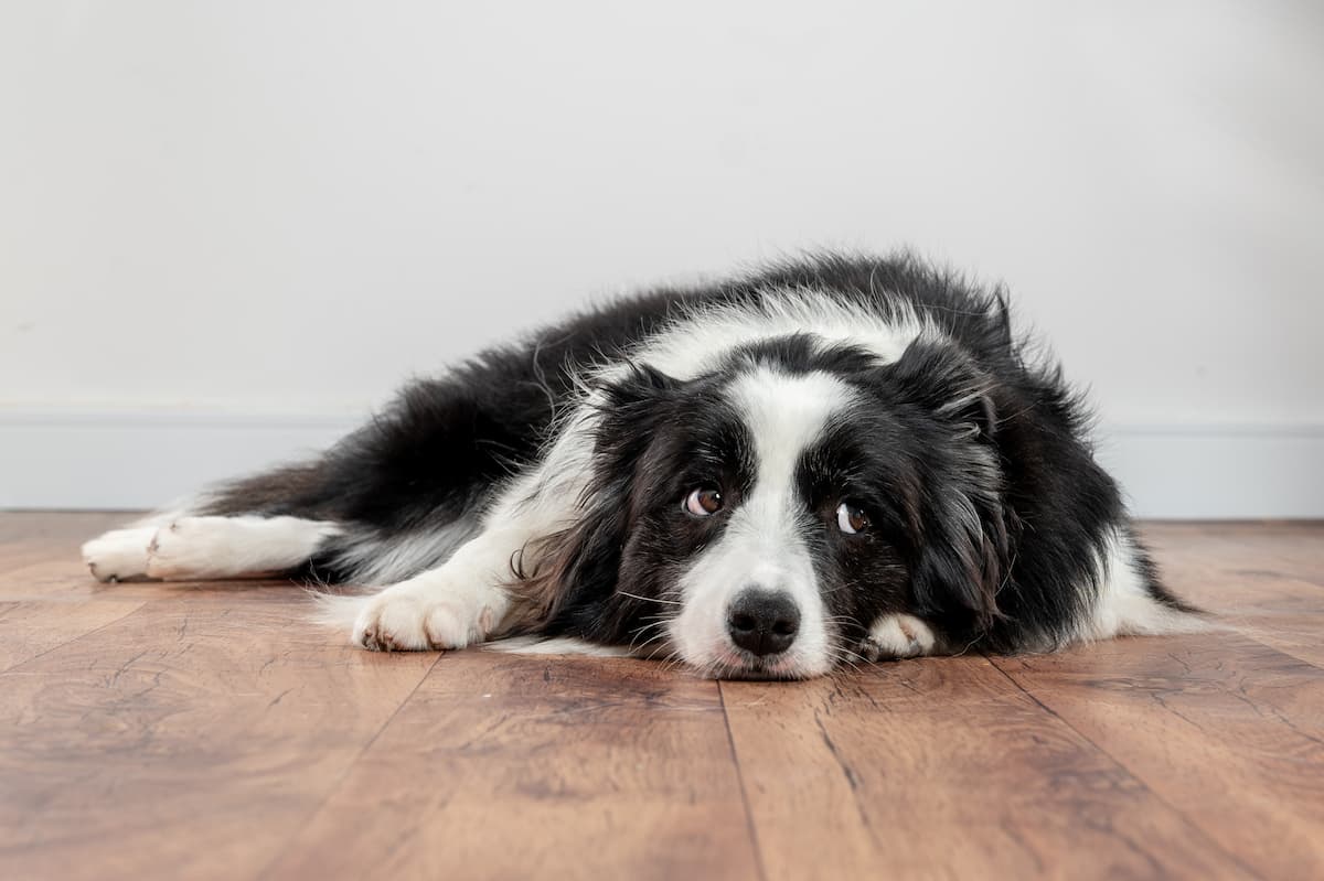 arthritis in dogs