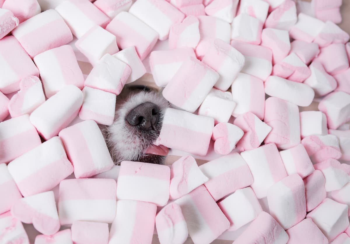 dog eating marshmellows