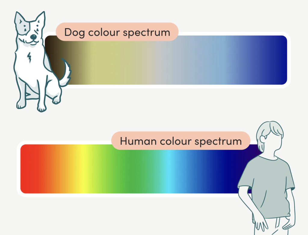 Are dogs colour blind? Well, no. They just have a different colour spectrum to humans.
