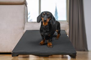 arthritis in dogs