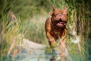 preventing or managing arthritis in dogs