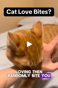 Cat love bites - what do they mean?