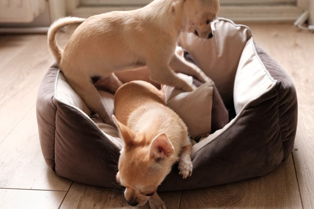 Why do dogs scratch at their beds?