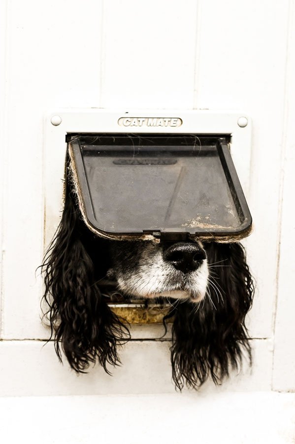 Comedy Pet Photo Award winner 2024