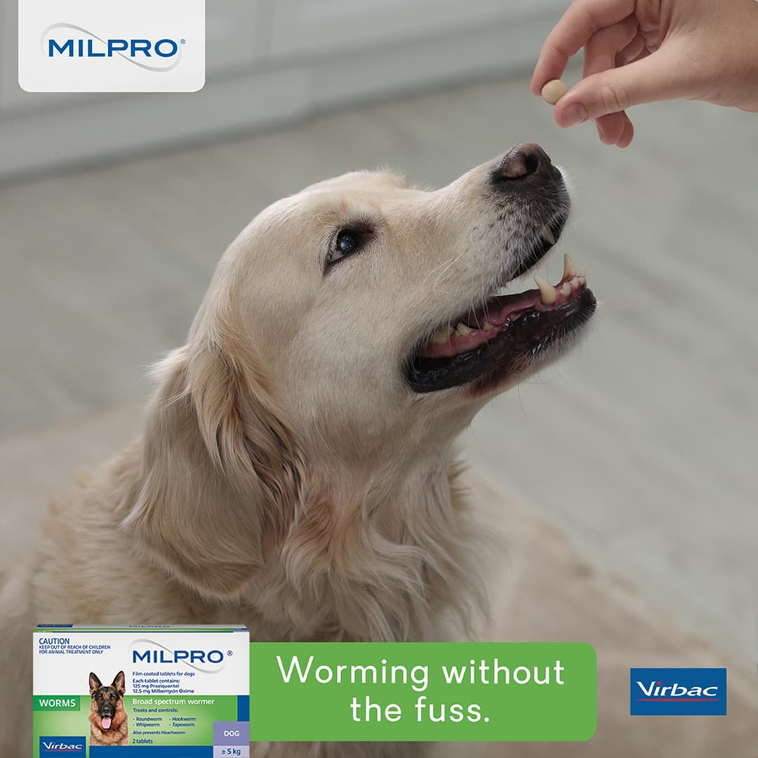 5 advantages of dog worming tablets over alternatives