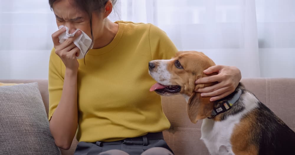 Can dogs get a cold? And if so, can they catch a cold from humans?