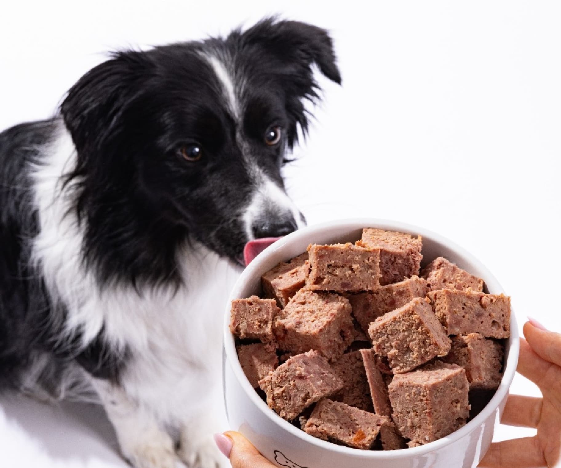 How to choose food for sensitive stomachs in dogs