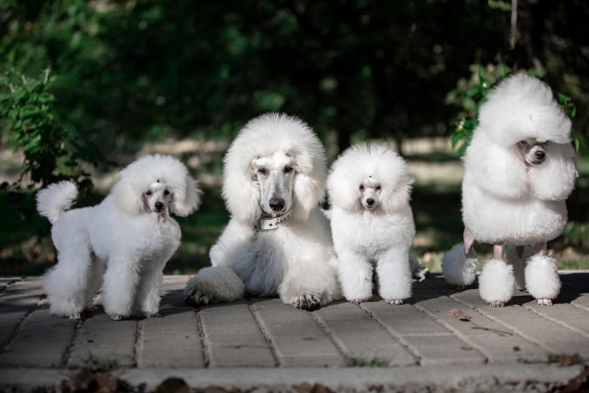 6 most popular poodle haircuts