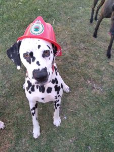 Barkley took pet fire safety planning into his own paws!