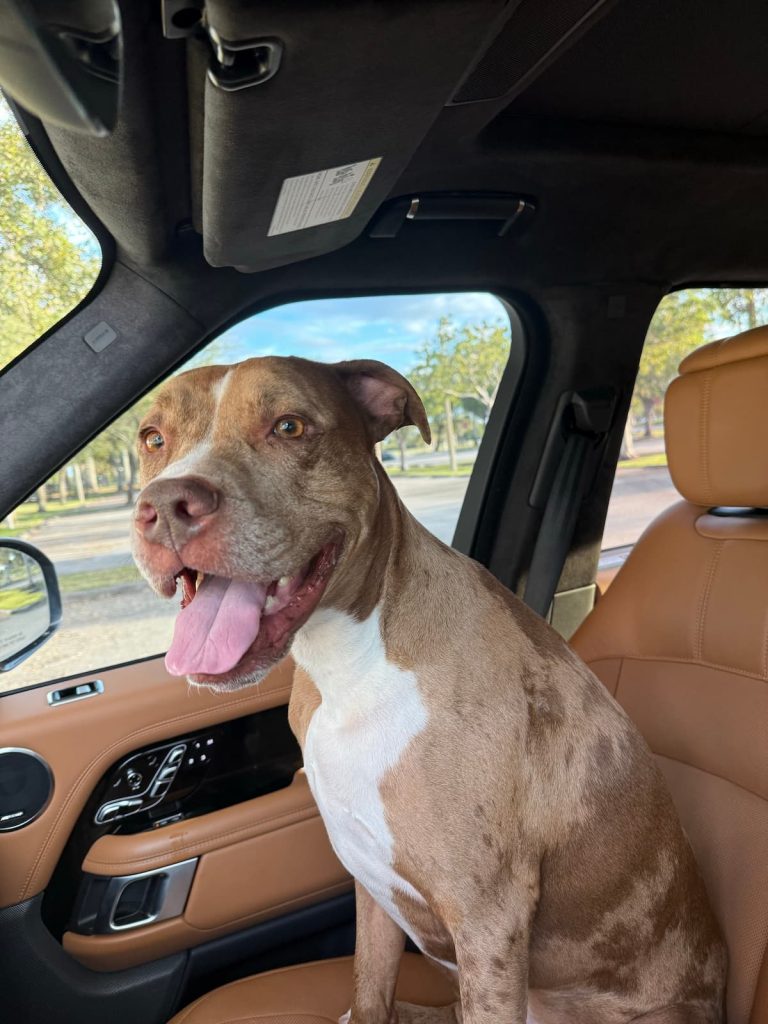 law with dogs in cars