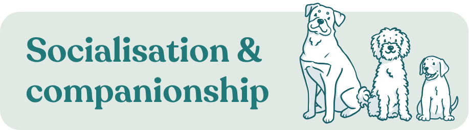 doggy daycare benefits