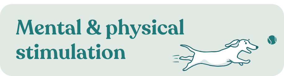 doggy daycare benefits