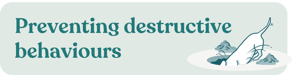 doggy daycare benefits