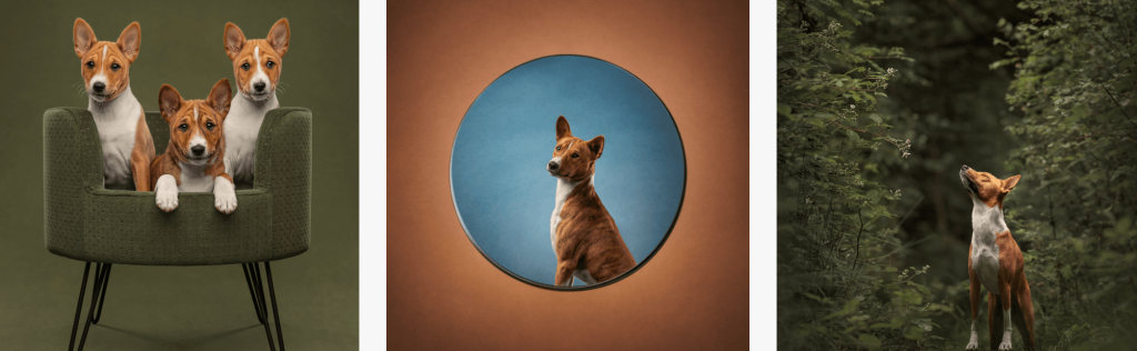 Canine Portrait Category Winner -Â Janneke De Graaf