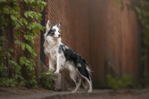 Canine Portrait Finalist Grace Fieselman