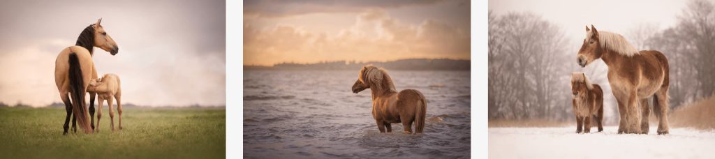 Equine Portrait Category Winner - Renate Zuidema