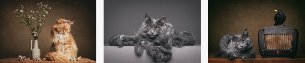 Feline Portrait Category Winner - Mirka Koot